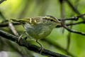 Claudia's Leaf Warbler Phylloscopus claudiae