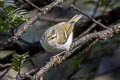 Claudia's Leaf Warbler Phylloscopus claudiae