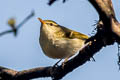 Claudia's Leaf Warbler Phylloscopus claudiae