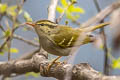 Claudia's Leaf Warbler Phylloscopus claudiae