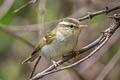 Claudia's Leaf Warbler Phylloscopus claudiae