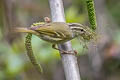 Claudia's Leaf Warbler Phylloscopus claudiae