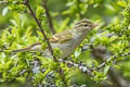 Claudia's Leaf Warbler Phylloscopus claudiae