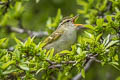 Claudia's Leaf Warbler Phylloscopus claudiae