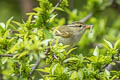 Claudia's Leaf Warbler Phylloscopus claudiae