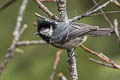 Coal Tit Periparus ater aemodius