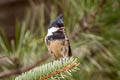 Coal Tit Periparus ater aemodius