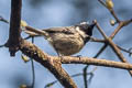 Coal Tit Periparus ater aemodius