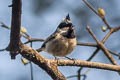 Coal Tit Periparus ater aemodius