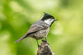 Coal Tit Periparus ater pekinensis