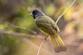 Collared Finchbill Spizixos semitorques semitorques