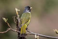 Collared Finchbill Spizixos semitorques semitorques