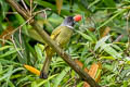 Collared Finchbill Spizixos semitorques semitorques