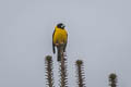 Collared Grosbeak Mycerobas affinis (Allied Grosbeak)