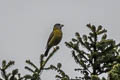 Collared Grosbeak Mycerobas affinis (Allied Grosbeak)