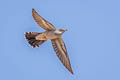 Common Cuckoo Cuculus canorus canorus