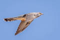 Common Cuckoo Cuculus canorus canorus