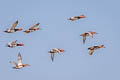 Common Pochard Aythya ferina