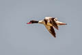 Common Shelduck Tadorna tadorna