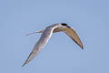 Common Tern Sterna hirundo longipennis