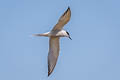 Common Tern Sterna hirundo longipennis