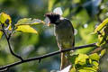 Crested Finchbill Spizixos canifrons ingrami