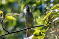 Crested Finchbill Spizixos canifrons ingrami