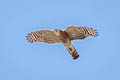 Crested Goshawk Lophospiza trivirgata indicus