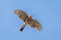 Crested Goshawk Lophospiza trivirgata indicus