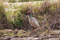 Crested Ibis Nipponia nippon