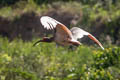 Crested Ibis Nipponia nippon