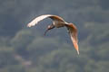 Crested Ibis Nipponia nippon