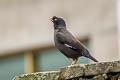 Crested Myna Acridotheres cristatellus cristatellus