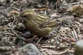 Dark-rumped Rosefinch Carpodacus edwardsii edwardsii