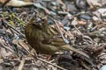 Dark-rumped Rosefinch Carpodacus edwardsii edwardsii