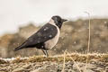 Daurian Jackdaw Coloeus dauuricus