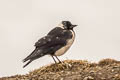 Daurian Jackdaw Coloeus dauuricus