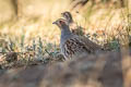 Daurian Partridge Perdix dauurica dauurica