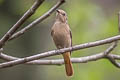 Daurian Redstart Phoenicurus auroreus leucopterus