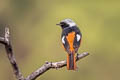 Daurian Redstart Phoenicurus auroreus auroreus