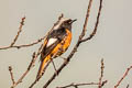 Daurian Redstart Phoenicurus auroreus auroreus