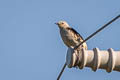 Daurian Starling Agropsar sturninus (Purple-backed Starling)