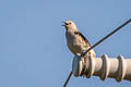 Daurian Starling Agropsar sturninus (Purple-backed Starling)