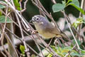 David's Fulvetta Alcippe davidi davidi (Schaeffer's Fulvetta)