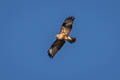 Eastern Buzzard Buteo japonicus japonicus (Japanese Buzzard)