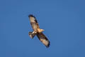 Eastern Buzzard Buteo japonicus japonicus (Japanese Buzzard)