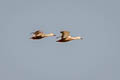 Eastern Spot-billed Duck Anas zonorhyncha