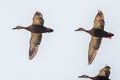 Eastern Spot-billed Duck Anas zonorhyncha