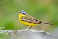 Eastern Yellow Wagtail Motacilla tschutschensis tschutschensis