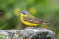 Eastern Yellow Wagtail Motacilla tschutschensis tschutschensis